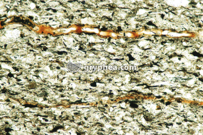 Schiste houiller LPNA x10 - gryphea.com